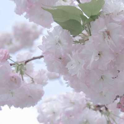 荆州福瑞交流群